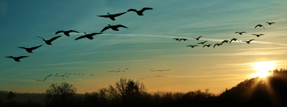 Birdwatching Big South Fork